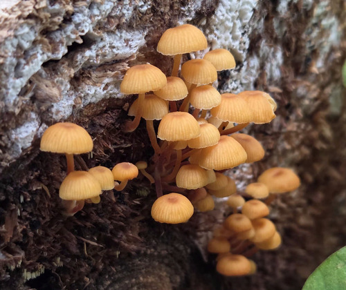 Xeromphalina campanella
