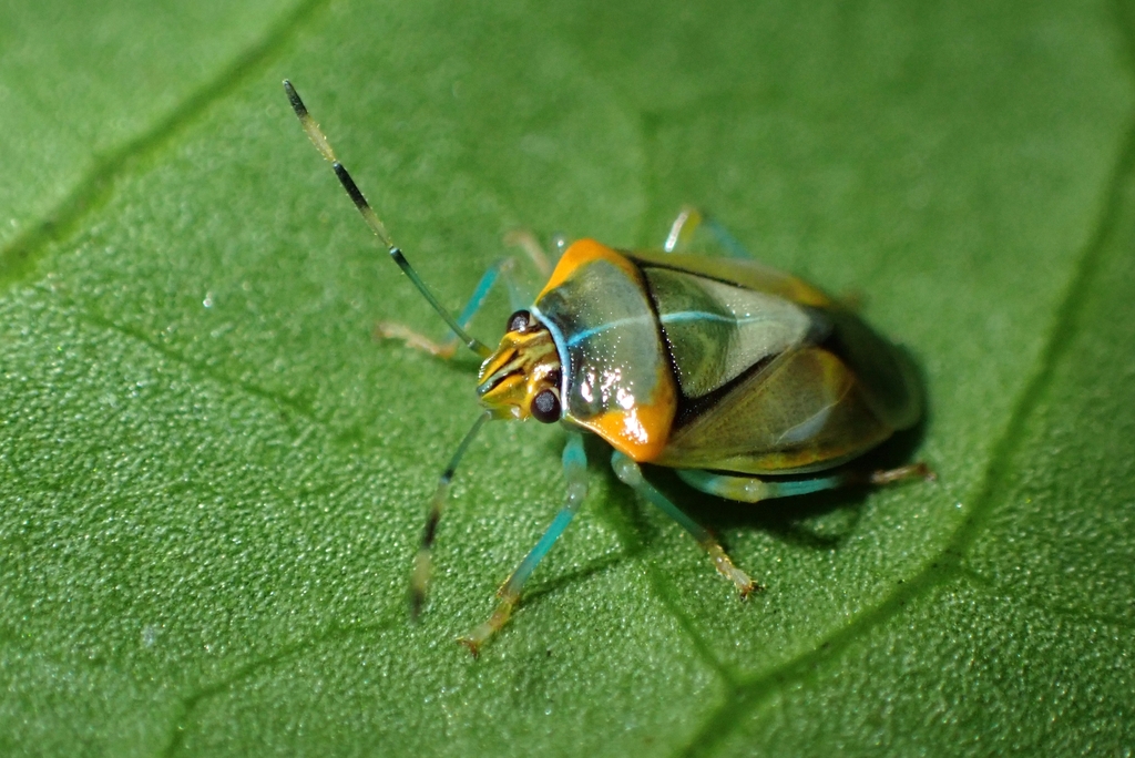 Antestia perroudi