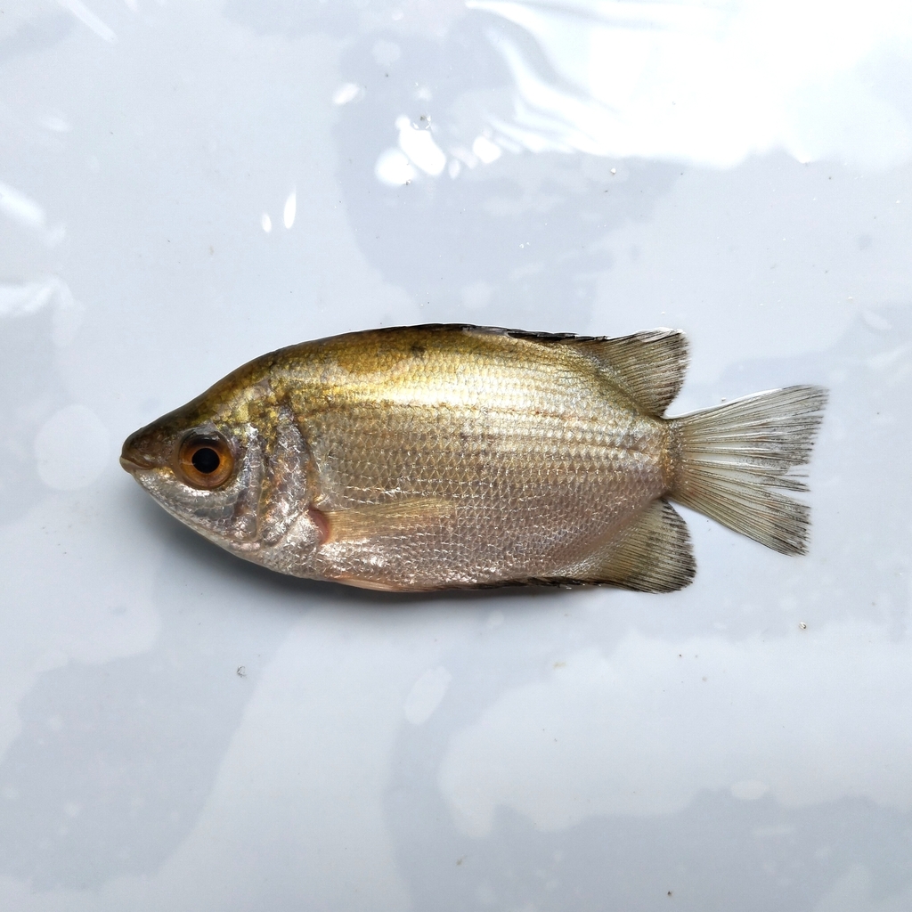 Kissing Gourami (Helostoma temminckii)