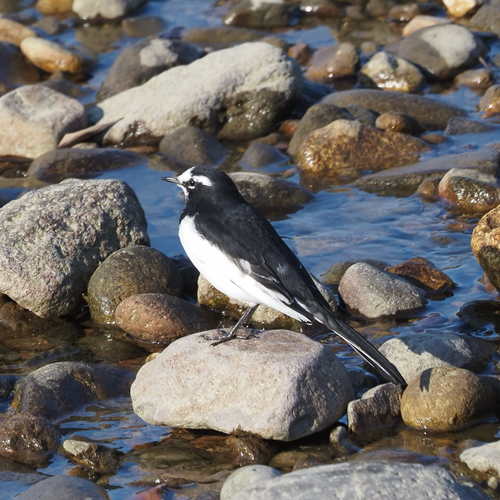 Japanese Wagtail (Motacilla grandis), photo 10