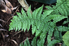 Dryopteris azorica