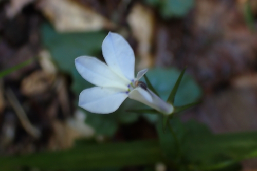 Forest Lobelia (Lobelia cuneifolia)