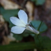 Lobelia cuneifolia 3