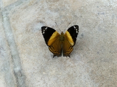 Hypanartia godmanii