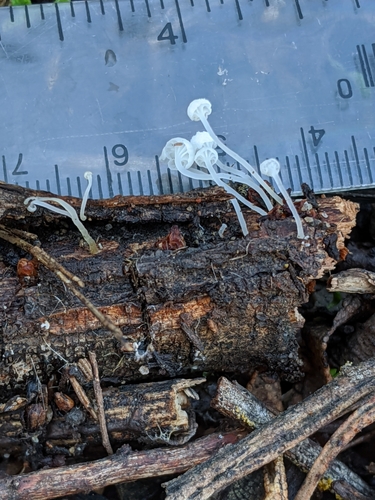 iNaturalist observation photo of Halfbonnets