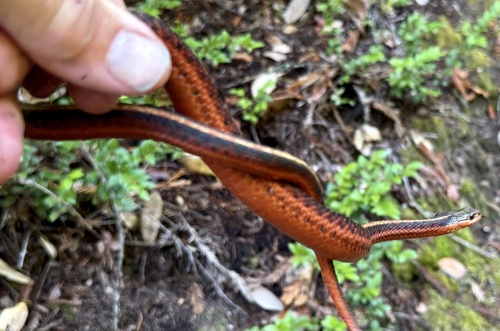 Western Terrestrial Garter Snake (Thamnophis elegans), a species recorded in Utah