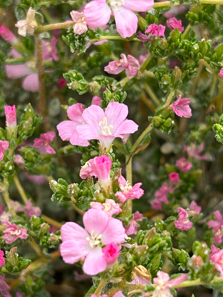 Frankenia confusa