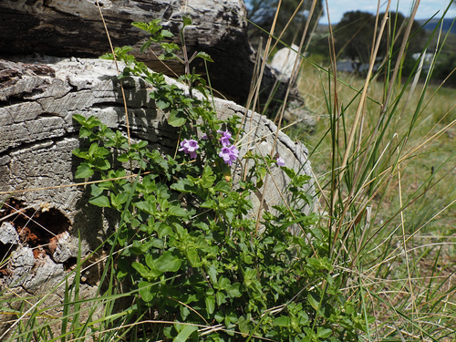 Prostanthera rotundifolia, photograph 6