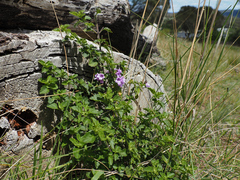 Prostanthera rotundifolia, photograph author not stated, no rights reserved