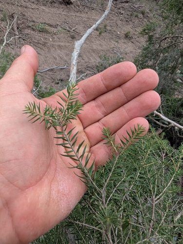 Melaleuca decora, 2025-10-28