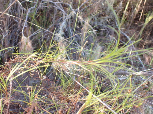 Branch Clubrush (Ficinia ramosissima)