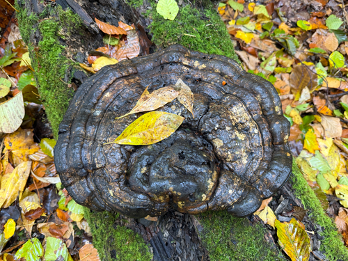 Ganoderma applanatum