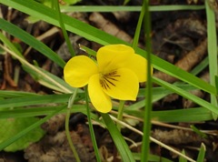 Viola magellanica