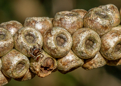 Opisthoncus serratofasciatus