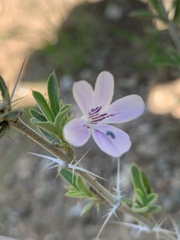 Barleria virgula
