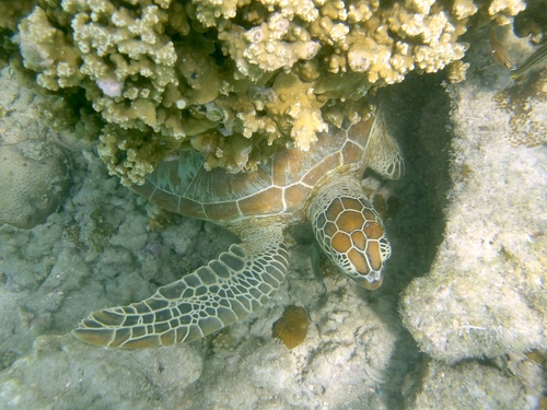 (c) JR Ferrer-Paris, some rights reserved (CC BY)