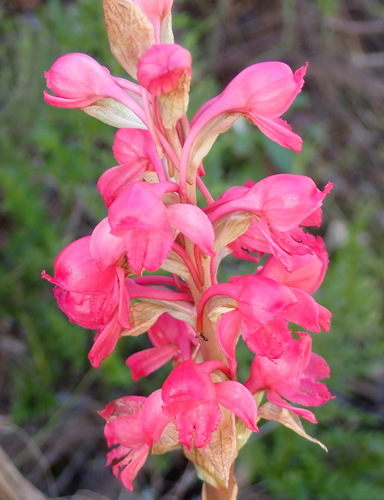 Red Satyre (Satyrium princeps)
