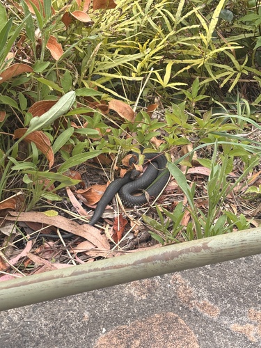 Highlands Copperhead sighting