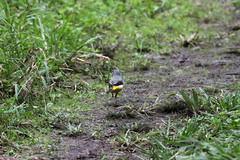 Motacilla cinerea patriciae