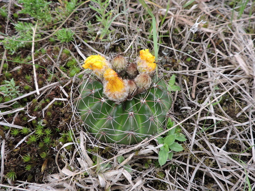 Parodia linkii