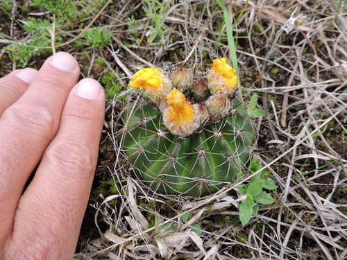 Parodia linkii