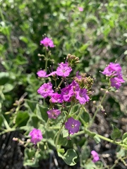 Commicarpus pentandrus