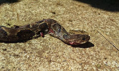 Xenodon rabdocephalus