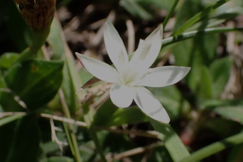 Sickle Eveninglily (Hesperantha falcata)