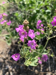 Commicarpus pentandrus