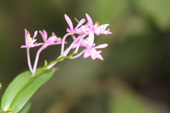 Epidendrum centropetalum