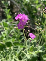 Commicarpus pentandrus