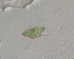 Synchlora xysteraria