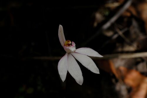 Angahook pink-fingers (Caladenia maritima)