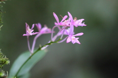Epidendrum centropetalum