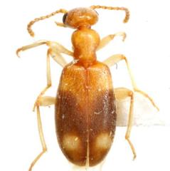 Stricticomus tobias