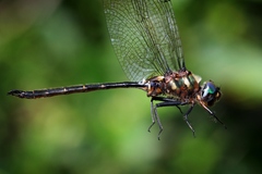 Somatochlora forcipata