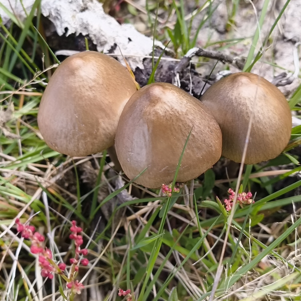 Panaeolus papilionaceus · October 2025 · photo: © zedt (iNaturalist, cc-by)