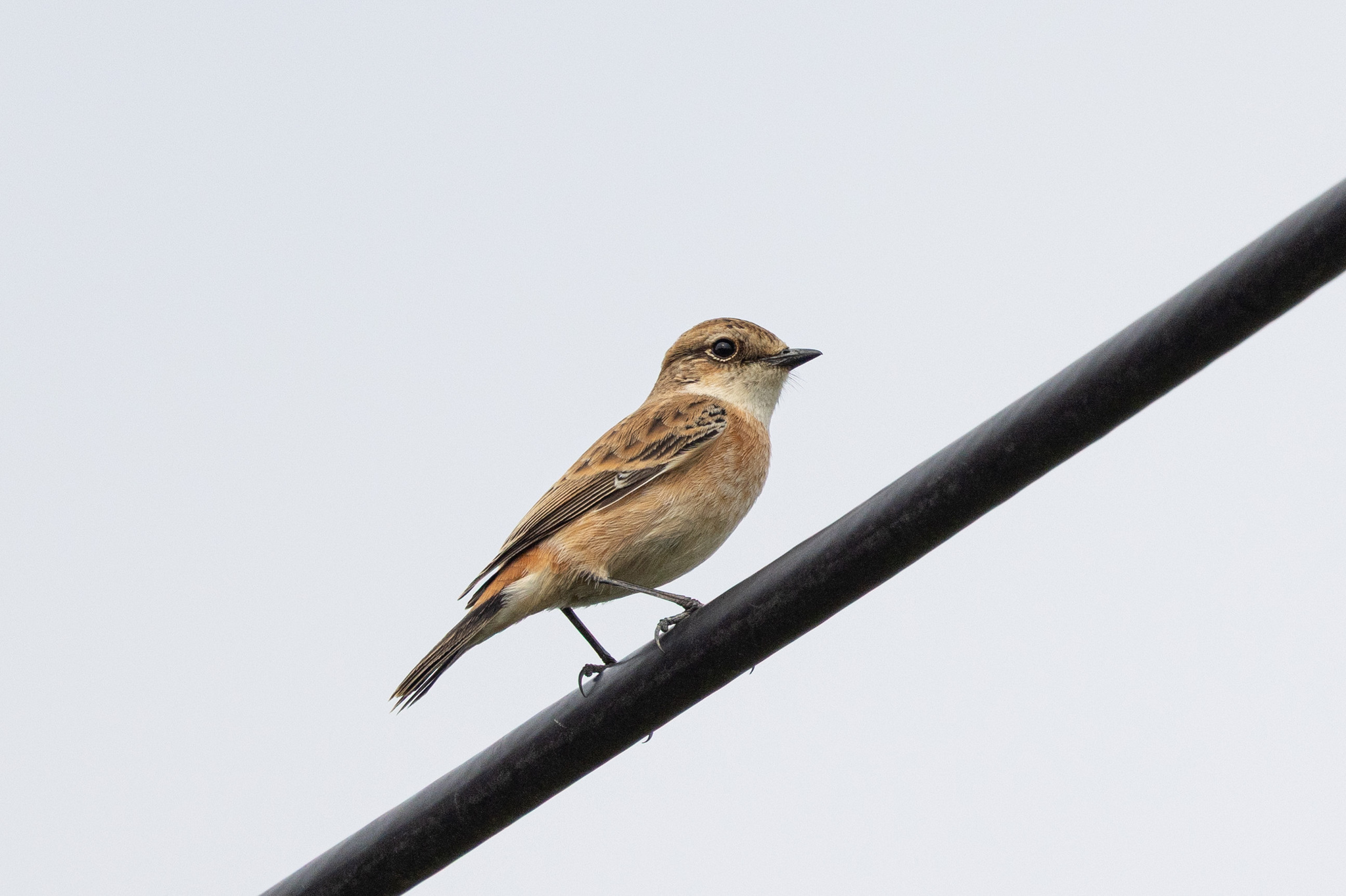 Amur Stonechat (Saxicola stejnegeri)