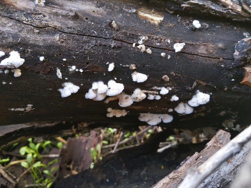 iNaturalist observation photo of Fungi Including Lichens