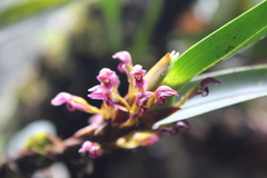 Maxillaria hagsateriana