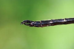 Somatochlora forcipata