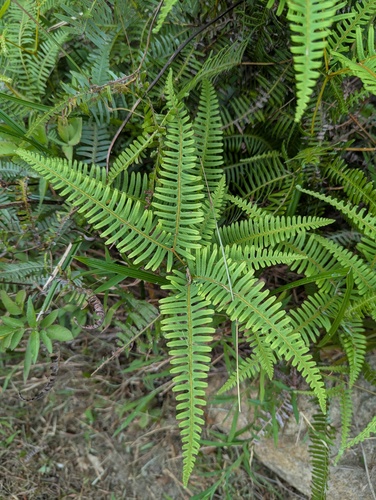 Dichotomy Forked Fern (Dicranopteris pedata)