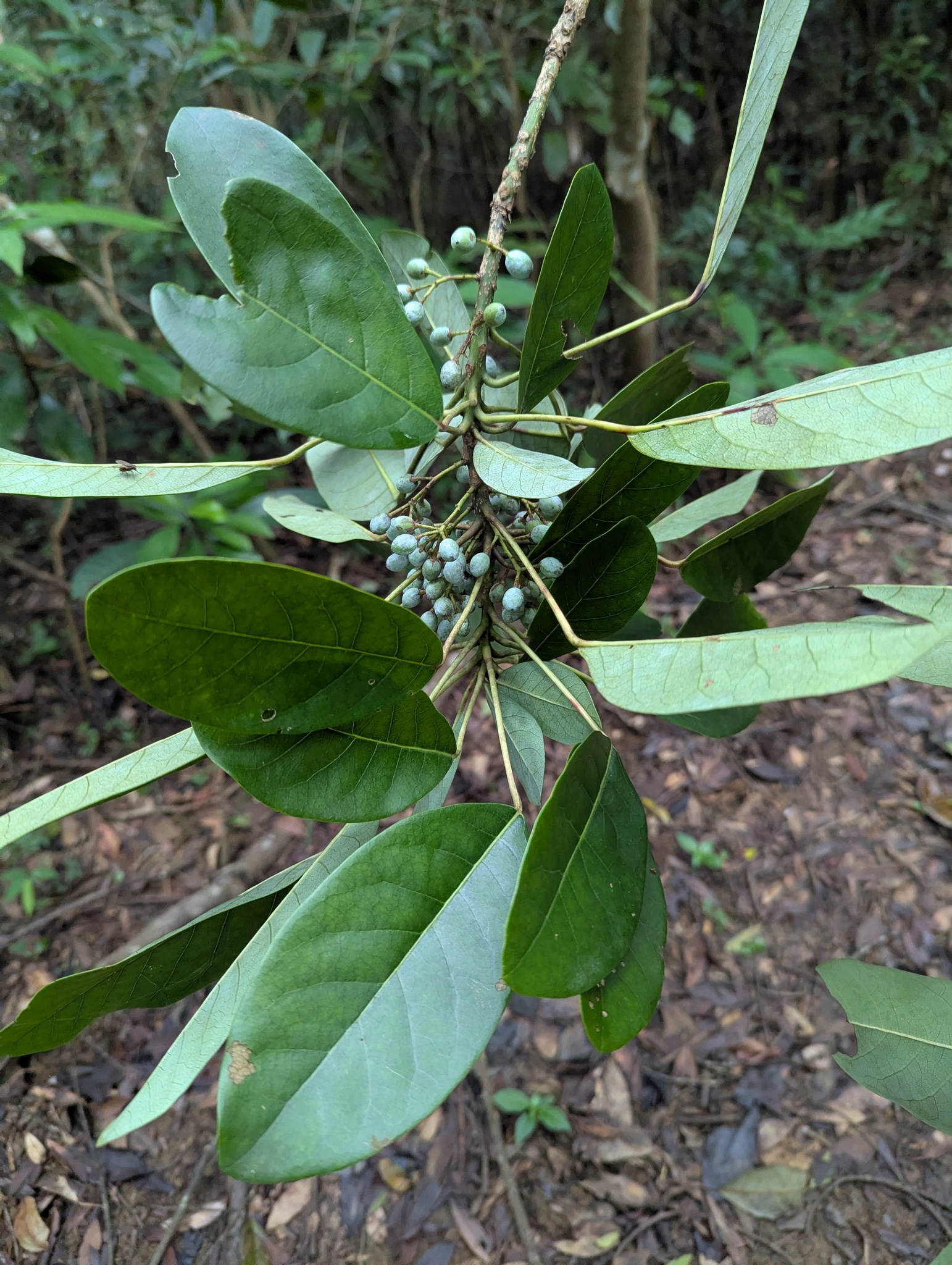 Calyx-Shaped Tigernanmu (Daphniphyllum calycinum)