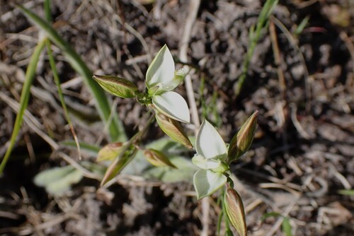 Heathleaf Butterflybush (Polygala ericifolia)