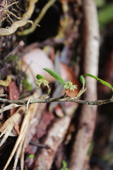 Epidendrum pseudoramosum