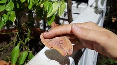 Opodiphthera loranthi