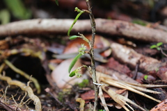 Epidendrum pseudoramosum