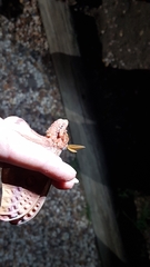 Opodiphthera loranthi