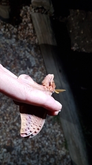 Opodiphthera loranthi