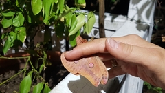 Opodiphthera loranthi